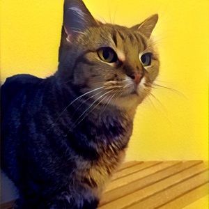 Meet your Posher, Lisa